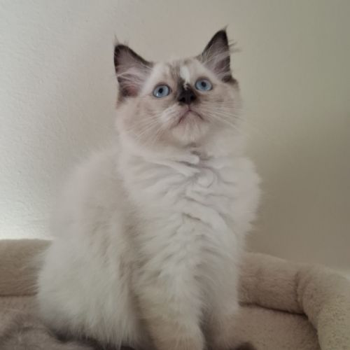 Chatons ragdoll non loof #4