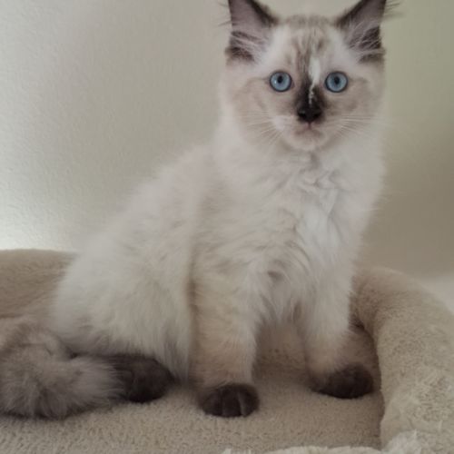 Chatons ragdoll non loof #5