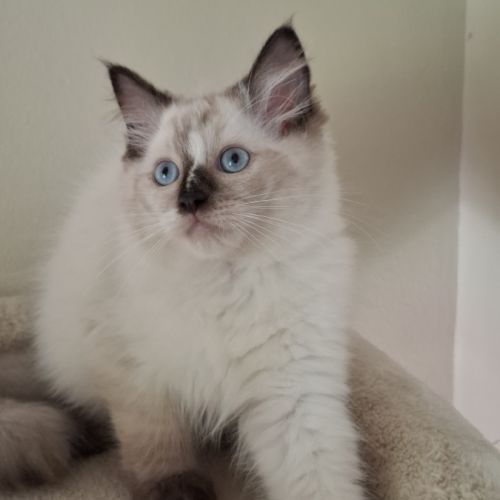 Chatons ragdoll non loof #6