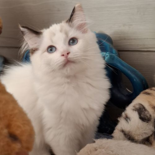 Chatons ragdoll non loof #7