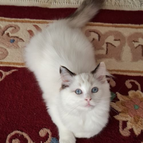 Chatons ragdoll non loof #8