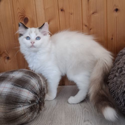 Chatons ragdoll non loof #9