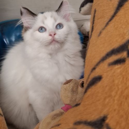 Chatons ragdoll non loof #10