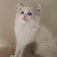 Chatons ragdoll non loof #0