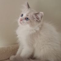 Chatons ragdoll non loof #2