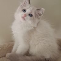 Chatons ragdoll non loof #3