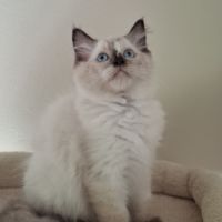 Chatons ragdoll non loof #4