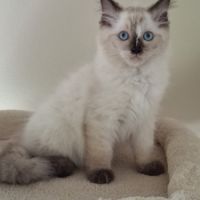 Chatons ragdoll non loof #5