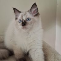 Chatons ragdoll non loof #6