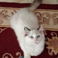 Chatons ragdoll non loof #8