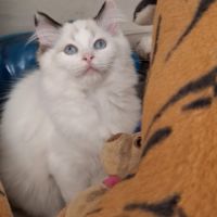 Chatons ragdoll non loof #10