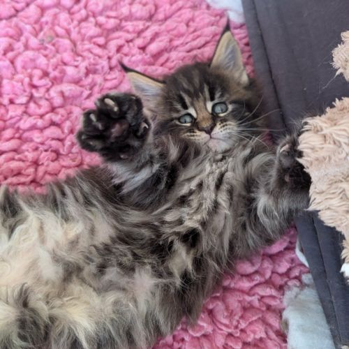 Magnifiques chatons maine coon loof #3