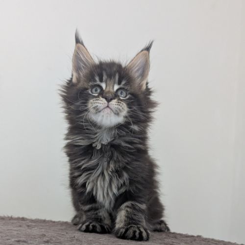 Magnifiques chatons maine coon loof #4