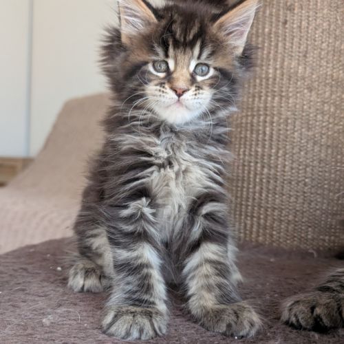 Magnifiques chatons maine coon loof #5