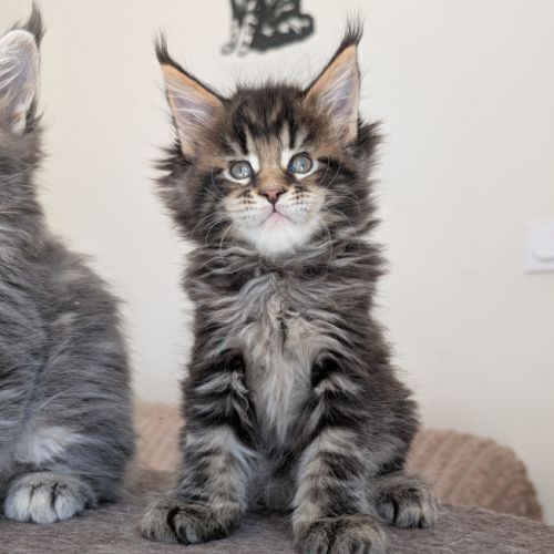 Magnifiques chatons maine coon loof #6