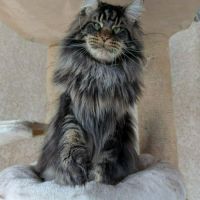 Magnifiques chatons maine coon loof