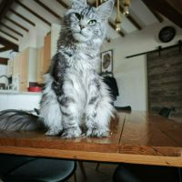 Magnifiques chatons maine coon loof #2