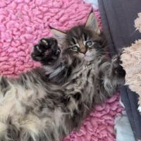 Magnifiques chatons maine coon loof #3