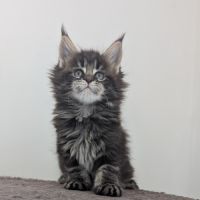 Magnifiques chatons maine coon loof #4