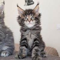 Magnifiques chatons maine coon loof #6