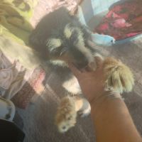 Canelle et ses 6 bébés échappent à l'euthanasie #2