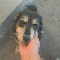 Canelle et ses 6 bébés échappent à l'euthanasie #3