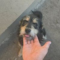 Canelle et ses 6 bébés échappent à l'euthanasie #4