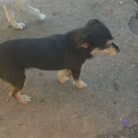 Canelle et ses 6 bébés échappent à l'euthanasie #5
