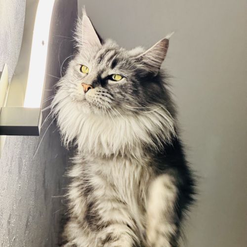 Femelle mainecoon loof de 2 ans #1