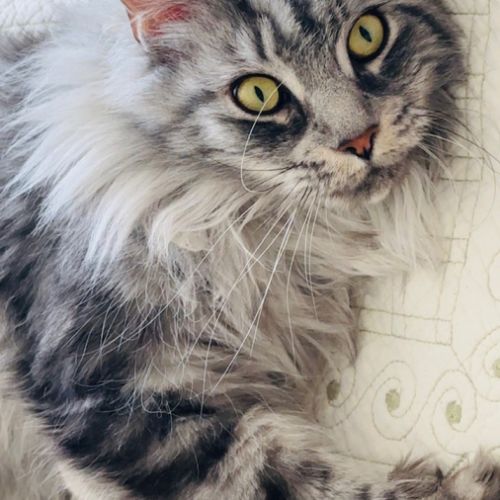 Femelle mainecoon loof de 2 ans #0