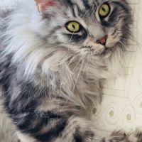 Femelle mainecoon loof de 2 ans