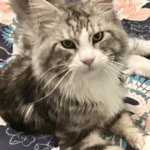Mâle mainecoon 2 mois #1