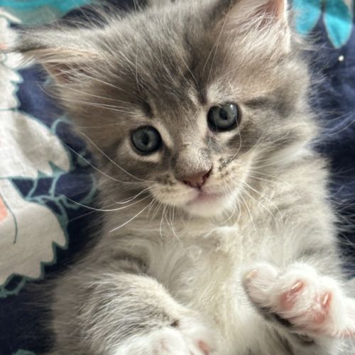 Mâle mainecoon 2 mois #0