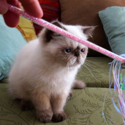 Chaton colourpoint seal point aux yeux bleus #1