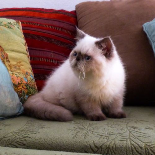 Chaton colourpoint seal point aux yeux bleus #2