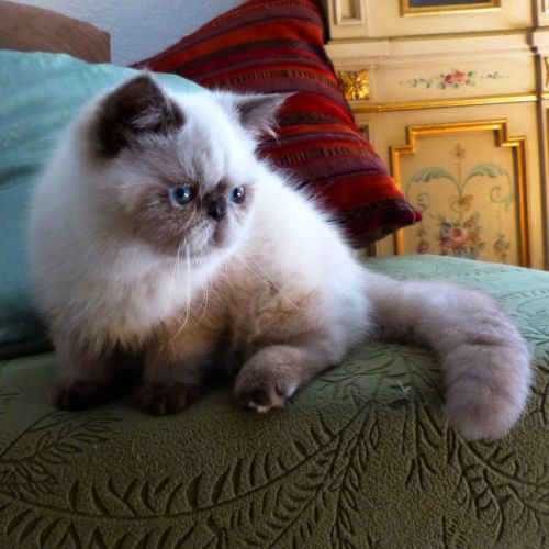 Chaton colourpoint seal point aux yeux bleus #3