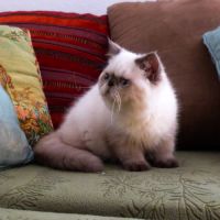 Chaton colourpoint seal point aux yeux bleus #2