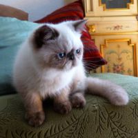 Chaton colourpoint seal point aux yeux bleus