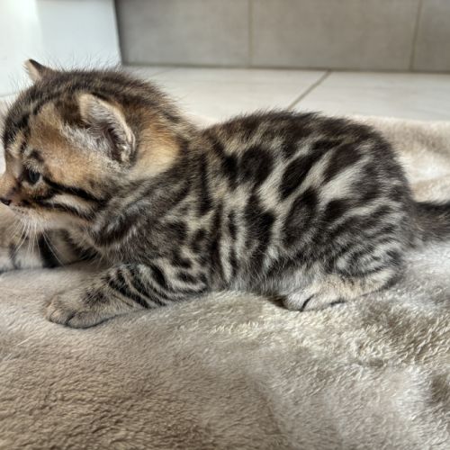 Chaton bengal loof #1