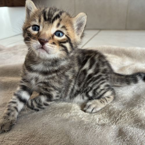 Chaton bengal loof #2