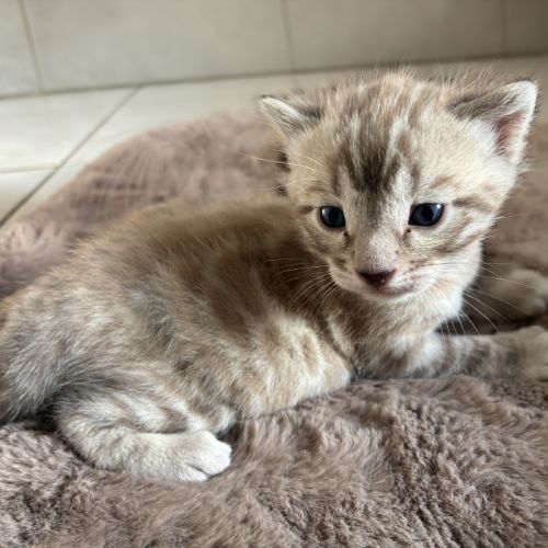 Chaton bengal loof #3