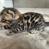 Chaton bengal loof #1