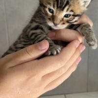 Chaton bengal loof