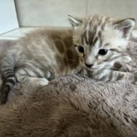 Chaton bengal loof #5