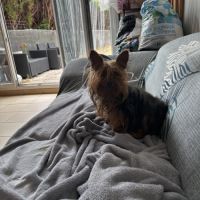 Mâles yorkshire #1