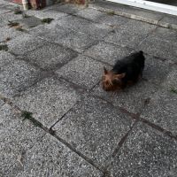 Mâles yorkshire #2