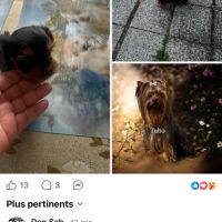 Mâles yorkshire #4