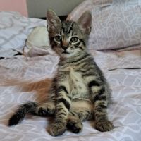 Palaos, adorable chaton à l'adoption