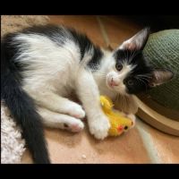 Philae, adorable chaton à l'adoption