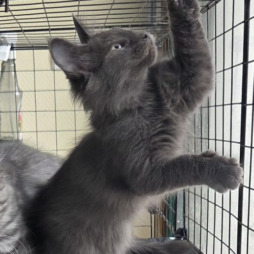 Chatons norvégiens loof #2